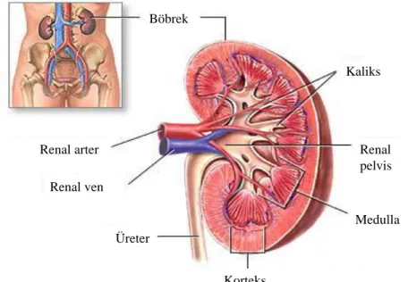 ġekil 2: Böbreğin Sagital Kesiti 