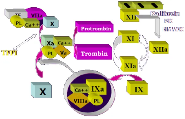Şekil 1. Protrombinin Trombine Dönüşmesinde Rol Alan Faktörler 