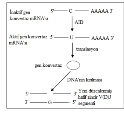 Şekil 2.  DNA Editing ve RNA Editing Modeli; AID Proteini İle Başlayan DNA Editing  Ve RNA Editing Modeli