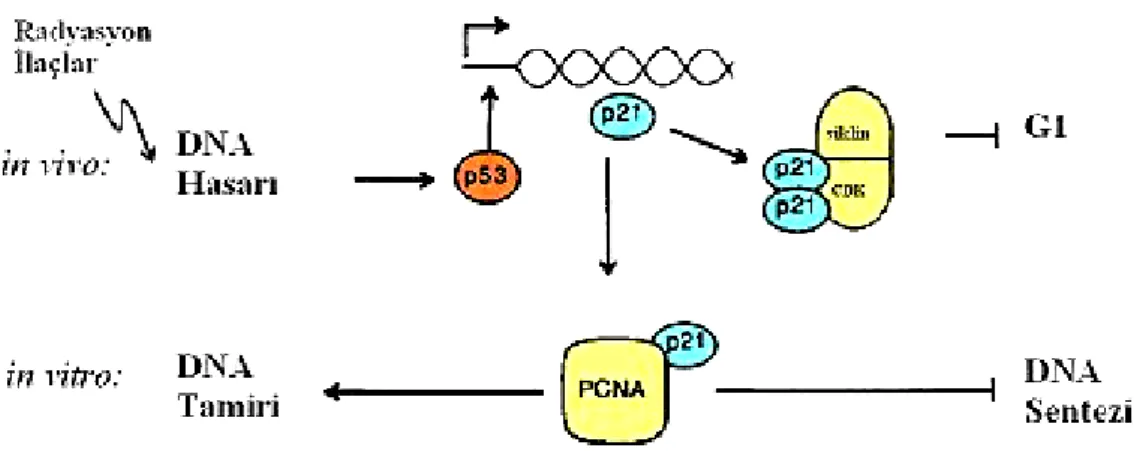 Şekil  2:  DNA  uyarıcı  ajanlara  yanıt  olarak  artan  p53  seviyesi,  p21  genini  uyararak  ve  hücre  siklusunu  durdurarak  DNA  replikasyonunu  inhibe  eder