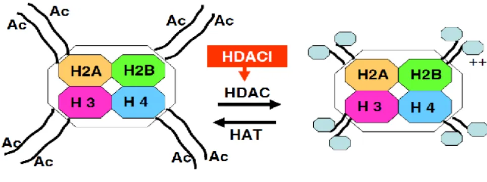 Şekil  3:  HDAC  inhibitörleri  etki  mekanizmalarının  şematik  gösterimi.  HAT  enzimleri  asetil  gruplarını  lizin  rezidülerine  aktararak  açık  ve  transkripsiyonel  olarak  aktif  bir  kromatin  yapısı  meydana  getirirler