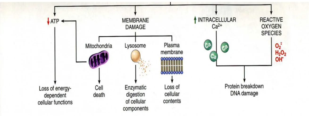 Şekil 4.3. Hücre hasarında önemli olan biyokimyasal yollar 