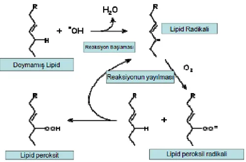 Şekil 4.4. Lipid peroksidasyonunun oluşum mekanizması 