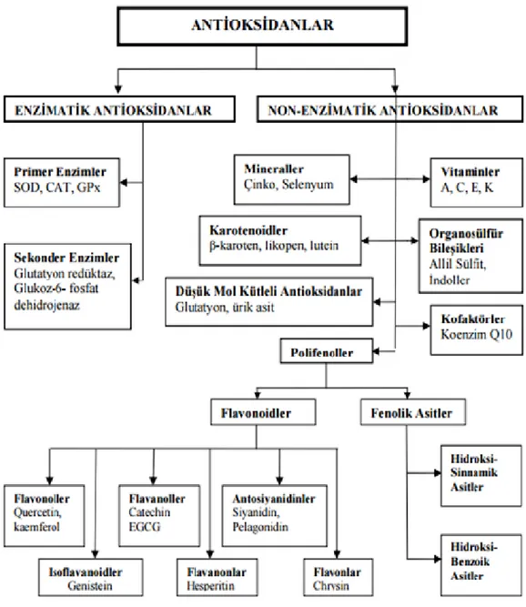 Şekil 4.7. Enzimatik ve non-enzimatik antioksidanlar 