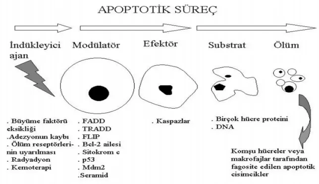 Şekil 4.8. Apoptozisin genel görünümü 