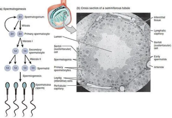 Şekil 2: Spermatogenes ve Seminifer Tübül (64). 