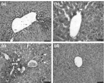 Figure 3.  (a) Anti-fibronectin immunohistochemical  staining. Low dose deltamethrin group, liver x40