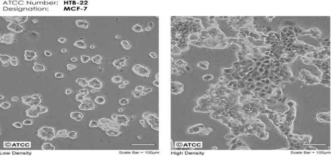 Şekil 4. 1:MCF-7 Hücre Soyunun Yapısı (ATCC Number:HTB-22) 