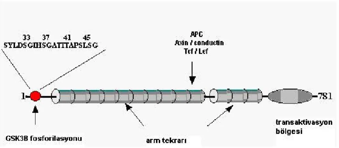 Şekil 1. β katenin molekülünün yapısı (8). 
