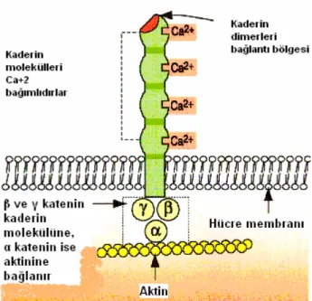 Şekil 3. β katenin molekülünün adezyon bağlantılarındaki rolü (17).  