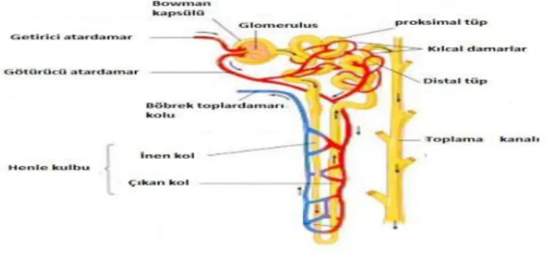 Şekil 1b.  Nefronun Yapısı 