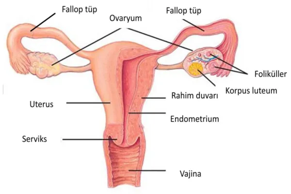 Şekil 1: Dişi üreme sistemi (12) 