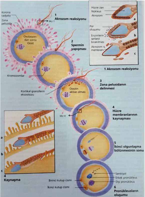 Şekil 7:  4 kaynaşma; sperm başı oosittin perivitellin aralığına girer (4a). Sperm başı 