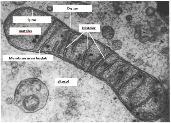 Şekil 9: Mitokondri elektron mikroskop görüntüsü (37) 