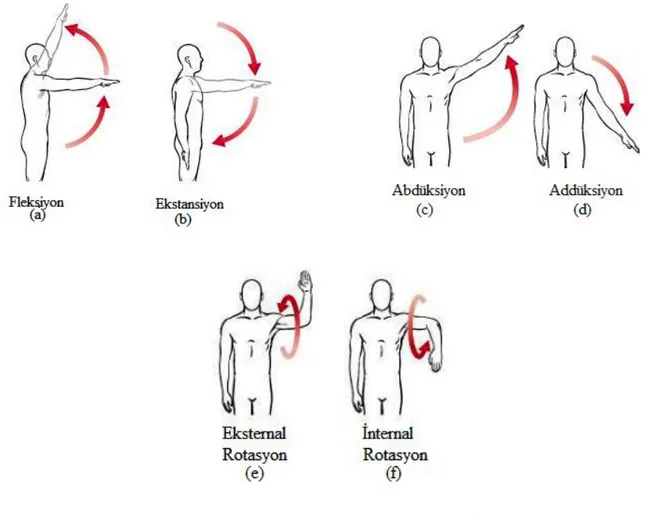 Şekil  1.  Omuz  Ekleminin  Hareketleri  (Lynn  S.  Lippert.  Clinical  Kinesiology  and  Anatomy, Fourth Edition