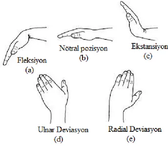 Şekil  3.  El  Bileğinin  Hareketleri  ((Lynn  S.  Lippert.  Clinical  Kinesiology  and  Anatomy,  Fourth Edition