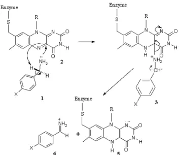 Fig. 1 Modiﬁed polar nucleophilic mechanism proposed by Miller and Edmondson. 14