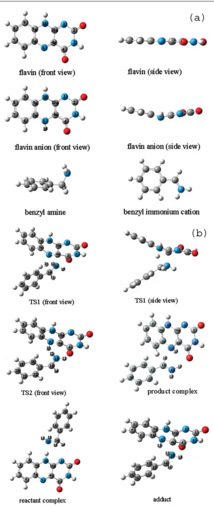 Fig. 3 (a) 3-D view of the PM3 optimized structures for the reactants and products. (b) 3-D view of the PM3 optimized structures; reactant complex, transition states, adduct, and product complex.