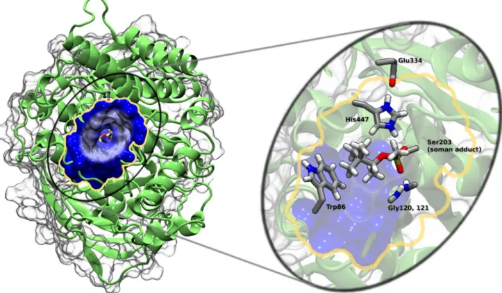 Fig 3. Human AChE structure showing the gorge entrance and important active site amino acid residues