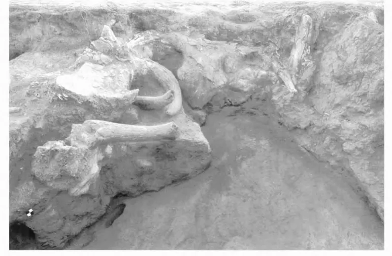 Figure 6. Photograph of niche with horned bench and blicranillll1.