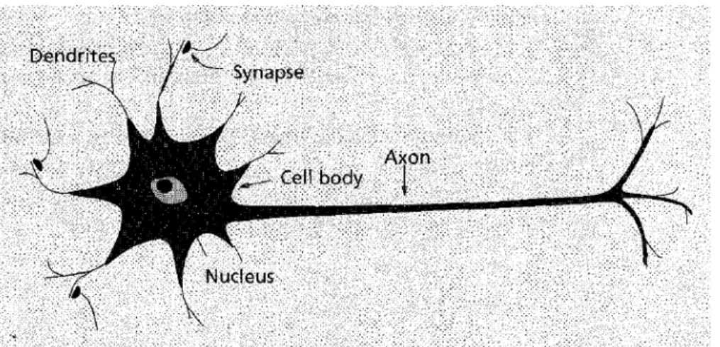 Figure 11: Basic Structure of Biological Neuron  