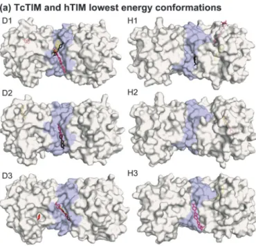 Figure 1. (a) TcTIM and hTIM dimer dockings: Lowest energy con- con-formations for D1, H1, D2, H2, D3 and H3