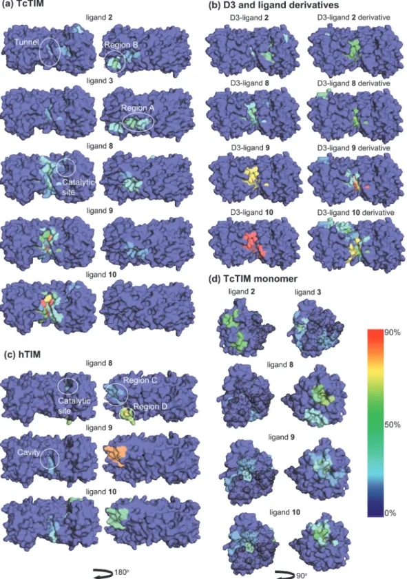 Figure 2. (a) Occurrence density of ligands 2, 3, 8, 9 and 10 on TcTIM dimer (averaged over conformers D1, D2, D3): The left panels focus on the tunnel-region from the same viewpoint as in Figure 1 a, whereas the right panels show other binding sites on th