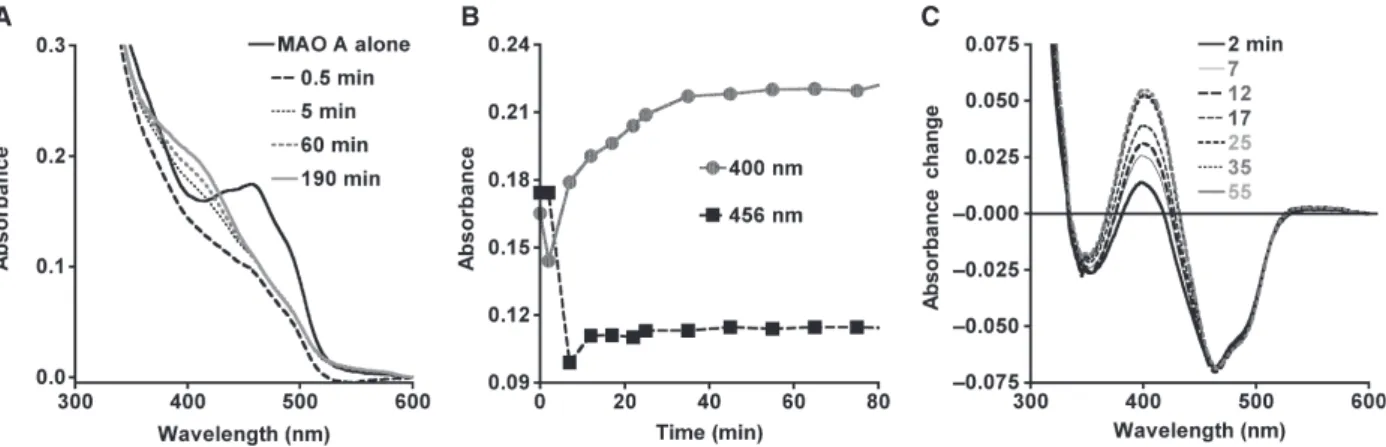 Fig. 1. MAO A inactivation by compound 4: spectral changes during adduct formation. The original spectra (A) and the time course (B) show rapid reduction of MAO A (18 l M ) by compound 4 (20 l M )