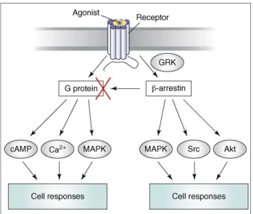 Figure 2.4. Two different signaling pathways of GPCRs. While G-proteins trigger  second messengers such as calcium, cyclic adenosine monophosphate (cAMP) and  mitogen activated kinases (MAPK); beta-arrestins which phosphorylated by GRKs  terminate G-protei