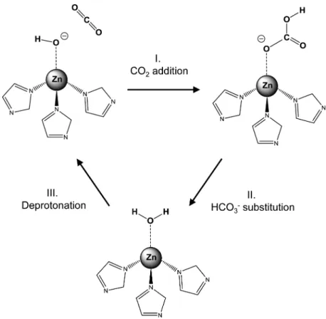 Figure 1. The Zn-bound hydroxide mechanism of the CO 2 hydration catalytic cycle, showing the Zn 2+ ﬁrst-coordination shell.