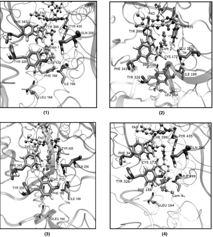 Fig. 1. Docking result of compounds 1, 2, 3, 4 with MAO-B. The inhibitors and FAD were designated in CPK style, the important residues in the active site of the enzyme were presented by ligorice style