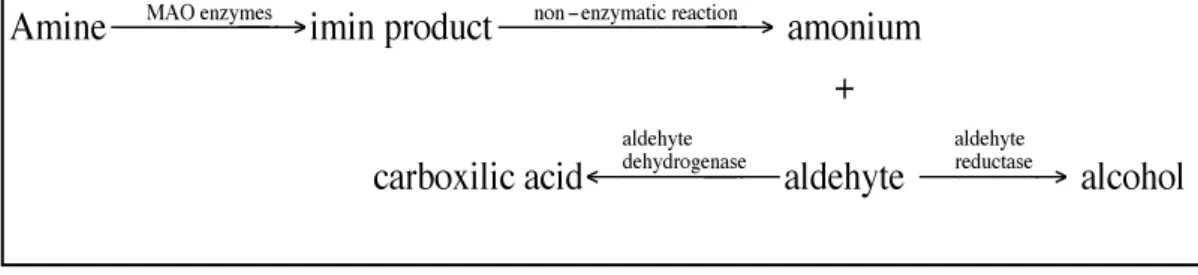 Figure 1.13: Chemical reaction catalyzed by MAO isoenzymes 