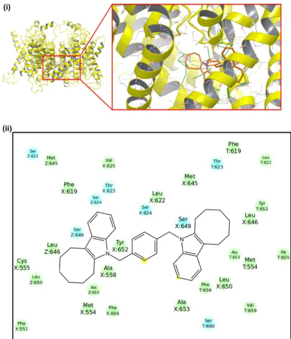 Fig. 6. (i) Top-docking pose of compound 5 at the hERG1 pore domains using Glide/XP Induced Fit Docking