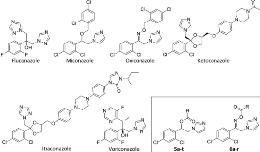 Fig. 1 . We, then, envisaged a virtual library of more than 200 compounds by modifying the tail considering the commercially available synthetic building blocks, i.e