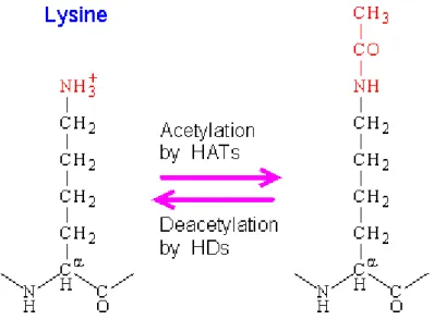 Fig 3  . Reversible actions of HAT and HDAC enzymes 