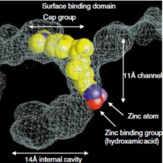 Fig  5.  X-ray crystal structure of bacterial histone deacetylase-like protein and Trichostatin A    (TSA)(30) 