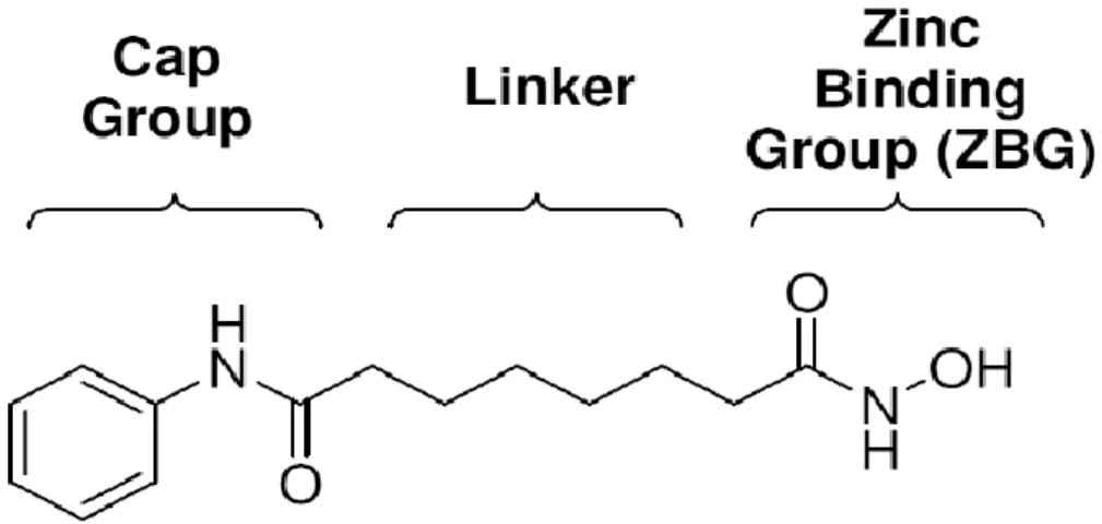 Fig 7  ,Common pharmacophore for HDAC inhibitors(31) 