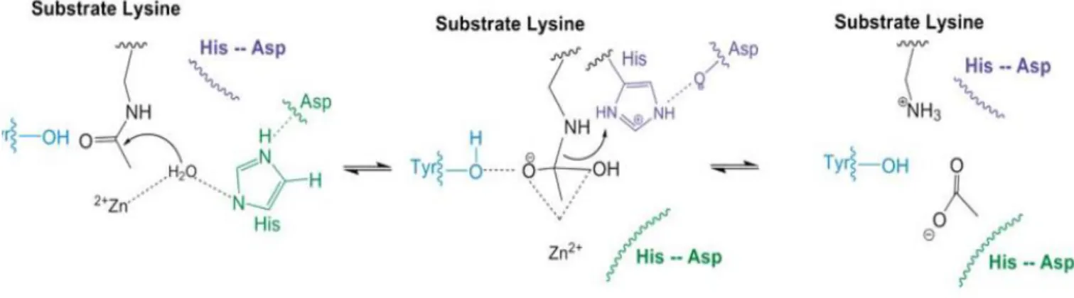 Fig  9 .The proposed mechanism of HDAC family class I  and II (38) 