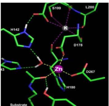 Fig 12.  Zinc and K ions in the active site group. (21)        