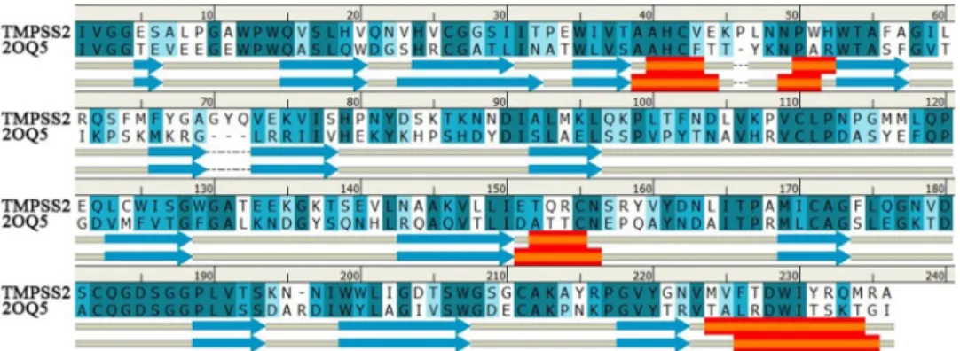 Figure 3. Structural alignment between the homology modeling of TMPRSS2 (target) and the crystal structure of DESC1 (template) showed an RMSD value of 0.40 Å.