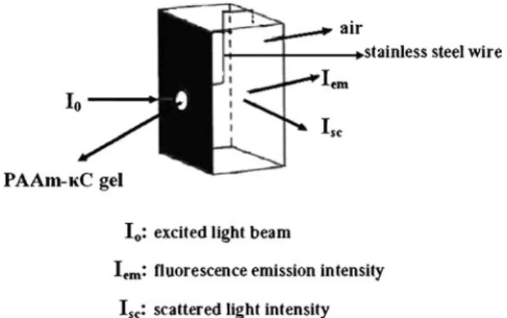 Fig. 1 The position of PAAm- κC composite gel in the fluorescence cell during drying in air