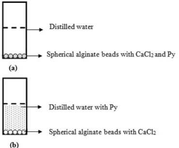 Figure 1. Position of alginate beads with Py on the bottom of the fluorescence cuvette (a) before and (b) after desorption process.