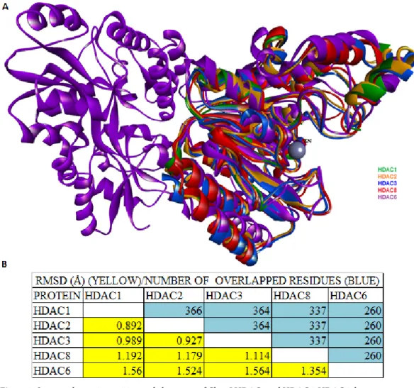 Figure 3. Structural superimposition and alignment of Class I HDACs and HDAC6. HDAC6 shares a conserved 