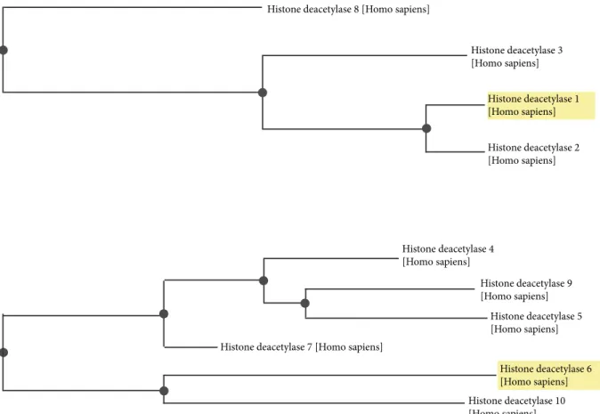 Figure 4. Phylogenetic tree constructed using NCBI BLAST for HDAC1 relatives. The tree shows that the closest relative of 