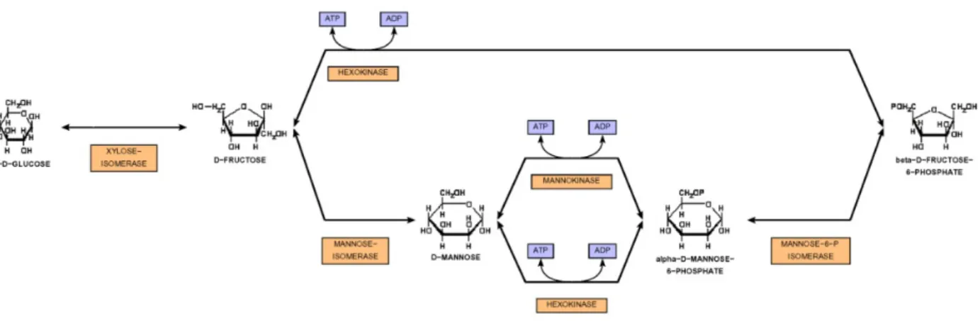 Figure 1.1. A metabolic pathway (taken from [1])