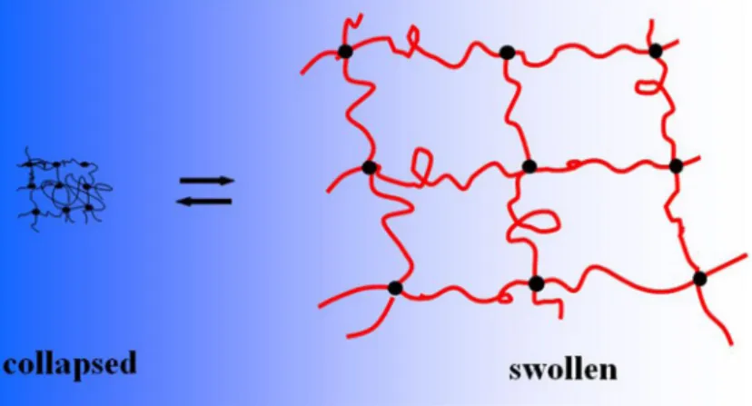 Figure 3. The phenomenon of gel swelling. Shrunken and swollen states of the gel are indicated on the left and right sides of the picture respectively