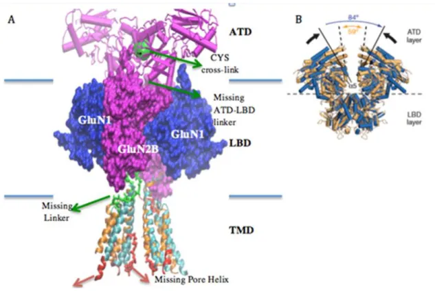 Figure 3: A) Differences between the "4TLM" and "4PE5" structures, particularly as they concentrate on the  TMD portion