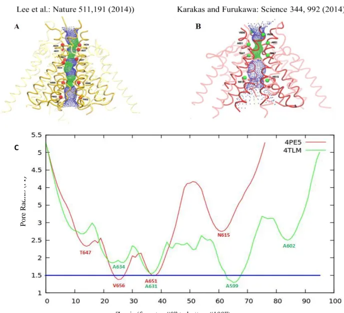 Figure 4: Pore profiles of transmembrane parts of structures "4TLM" (A) (yellow) and "4PE5" (B) (red)