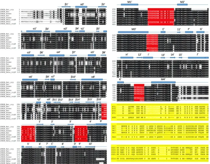 Figure 6: Sequence alignment for the NR 2A  chain 