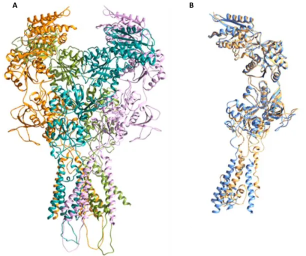Figure 7A shows the model in which the chains modeled as monomers. In Figure 7B, the structural  alignment  of  the  structured  NR 1   (orange)  and  X-Ray  C  (blue)  chains  modeled  as  tetramers  is  shown